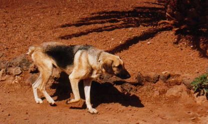 Luciano 1997 auf Lanzarote