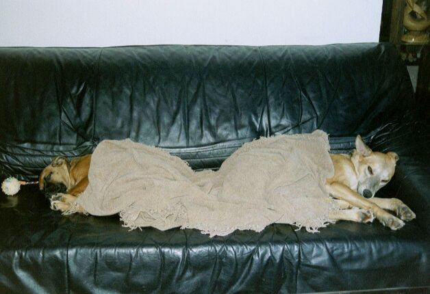 pooped.jpg