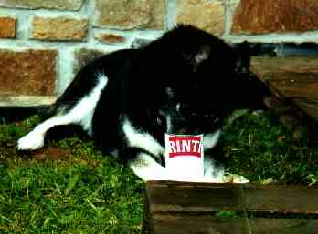Nobody dare to touch my Rinti